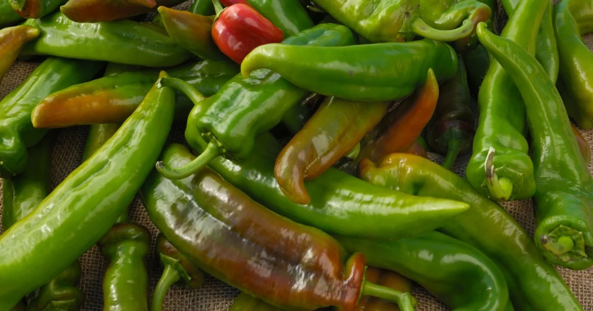 Featured image for “Anaheim pepper – All about Heat, Flavor, Uses, Substitutes”