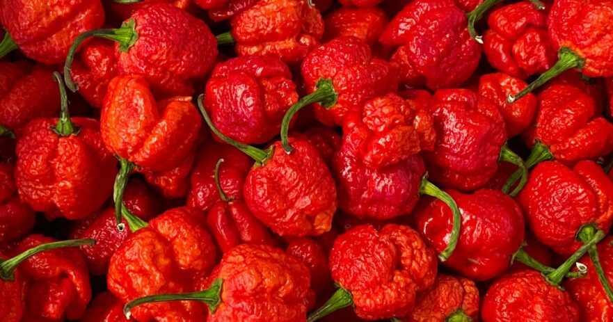 Eating a Carolina Reaper