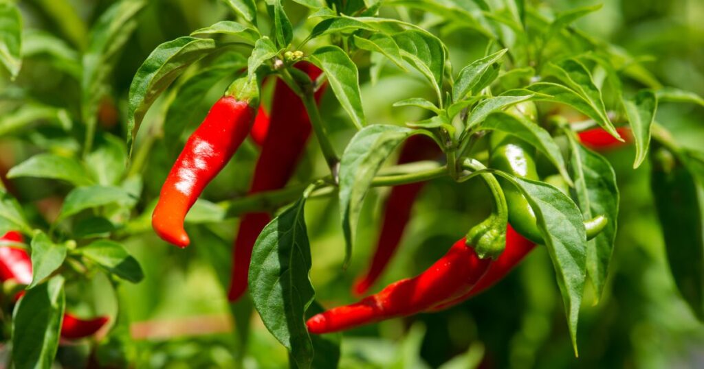 Cayenne pepper health benefits