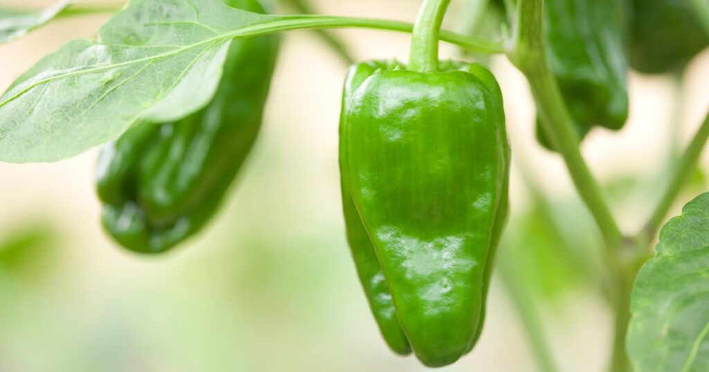 Green pepper health benefits
