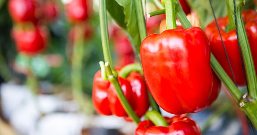 Health benefits of red peppers