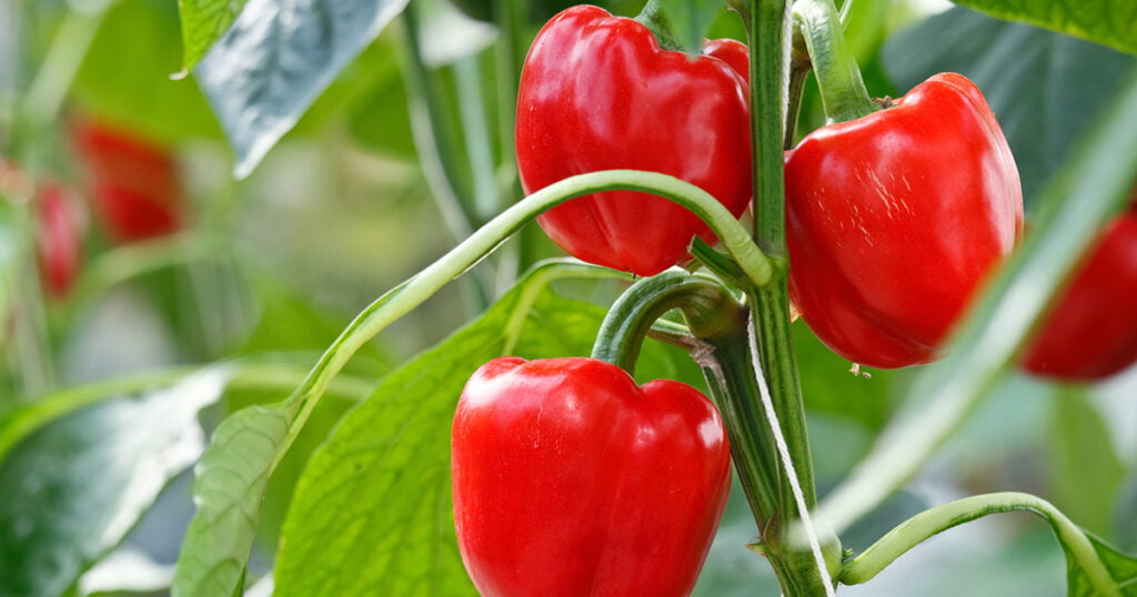 Vitamins and minerals in red peppers