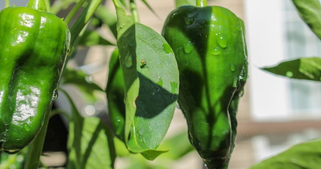 When to pick poblano