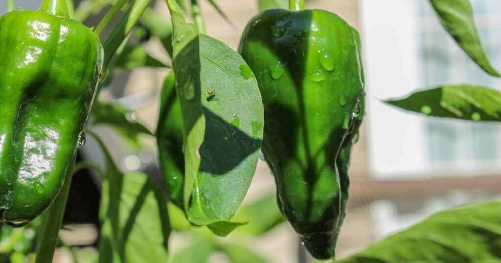 Poblano pepper health benefits