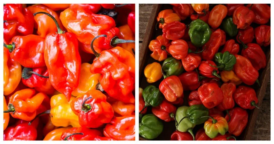 Habanero VS Scotch Bonnet: How Are They Different? 1 Habanero vs Scotch Bonnet