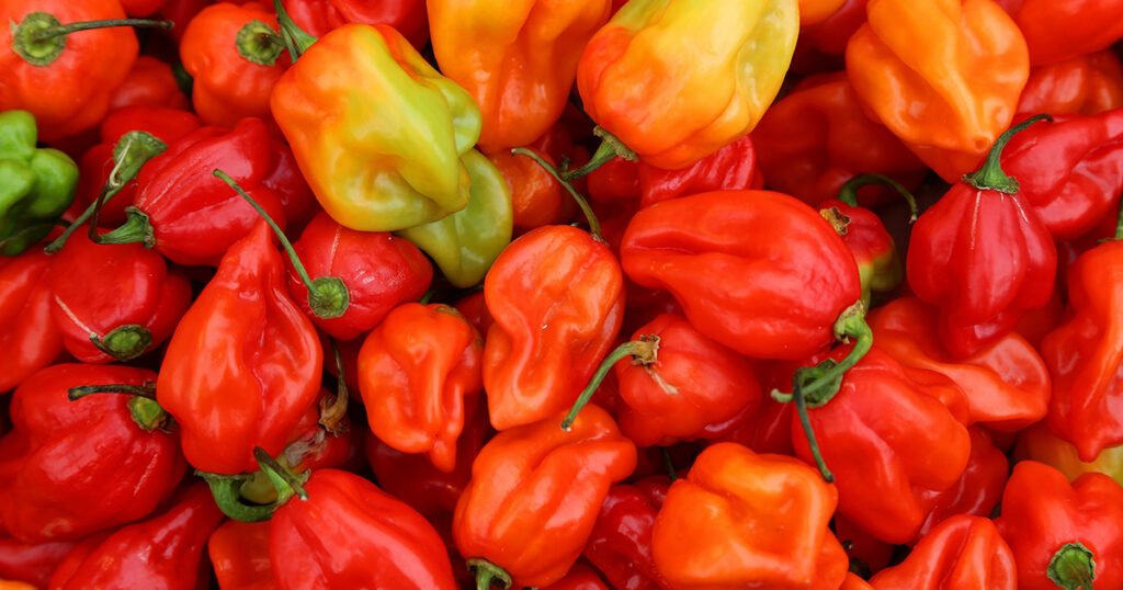 What is a habanero pepper