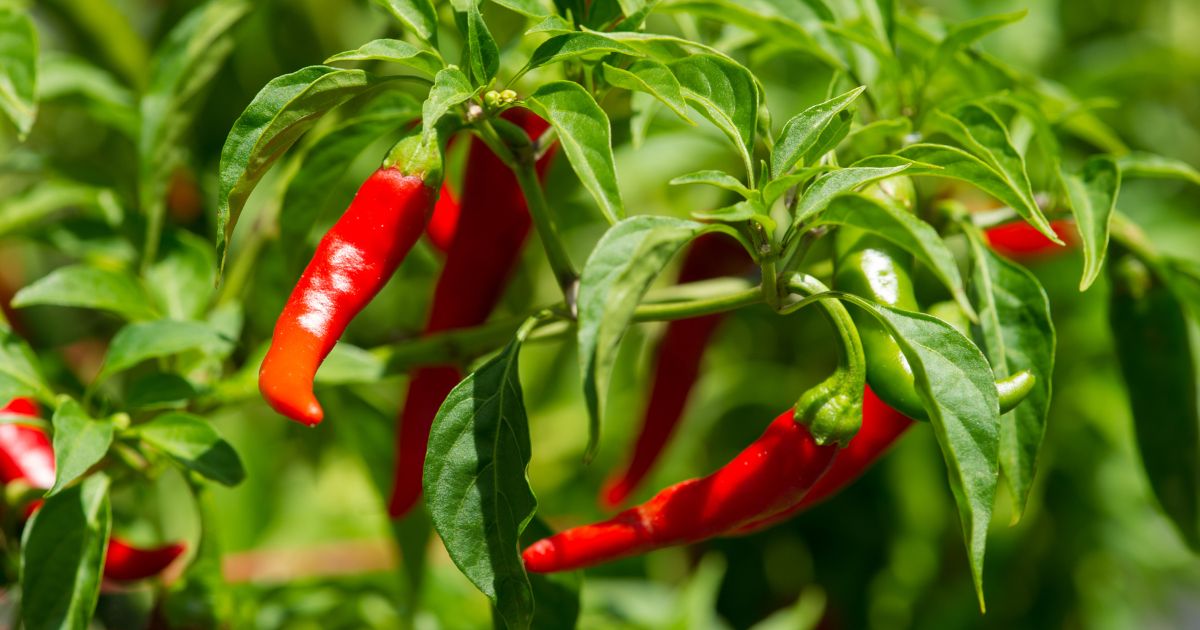 Growing cayenne pepper