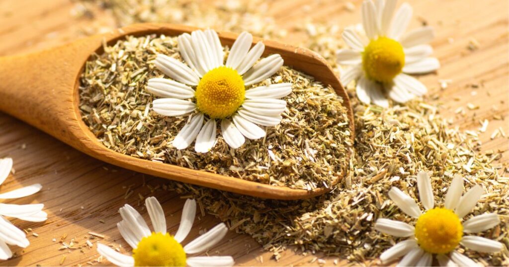 Chamomile