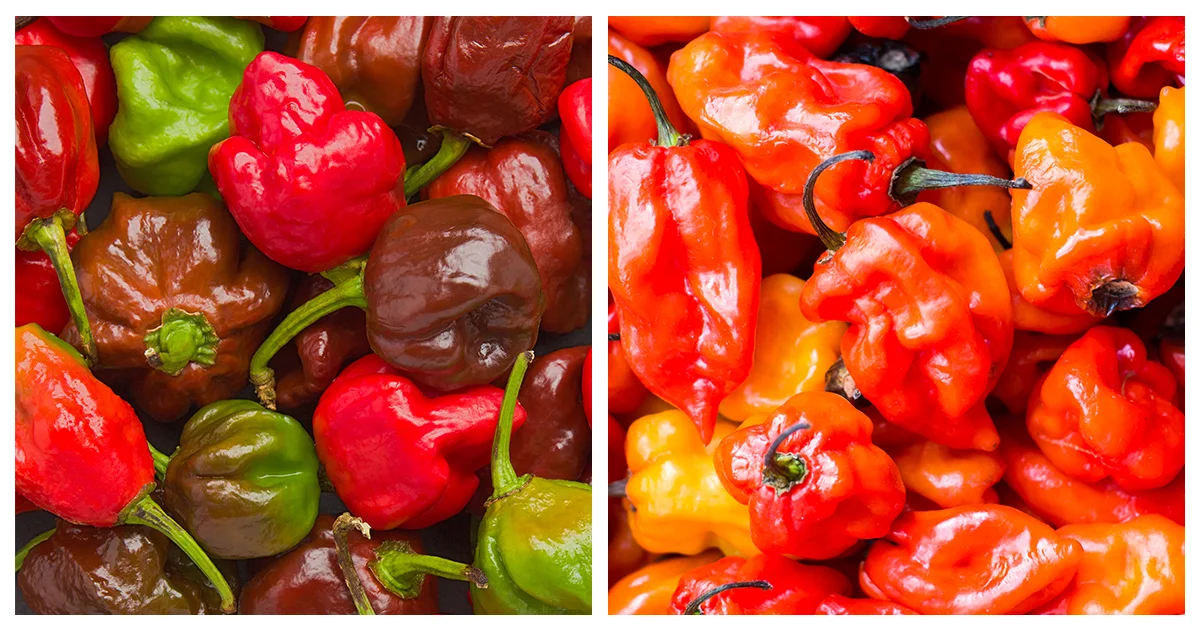 Scorpion Pepper VS Habanero How Are They Different?