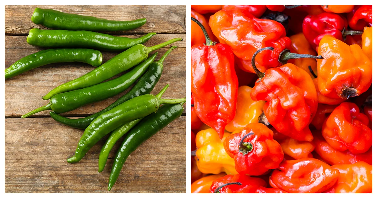Serrano VS Habanero How Are They Different?