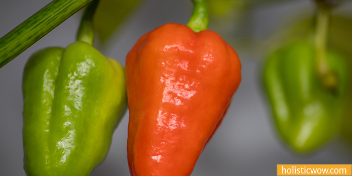 7 Pot Pepper is a Ghost substitute and alternative