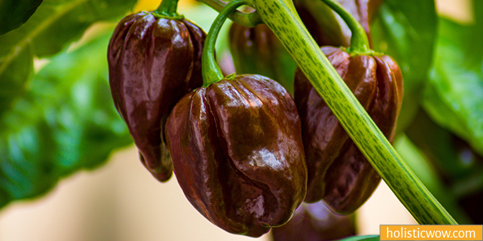 Chocolate Habanero pepper is a Chipotle substitute and alternative