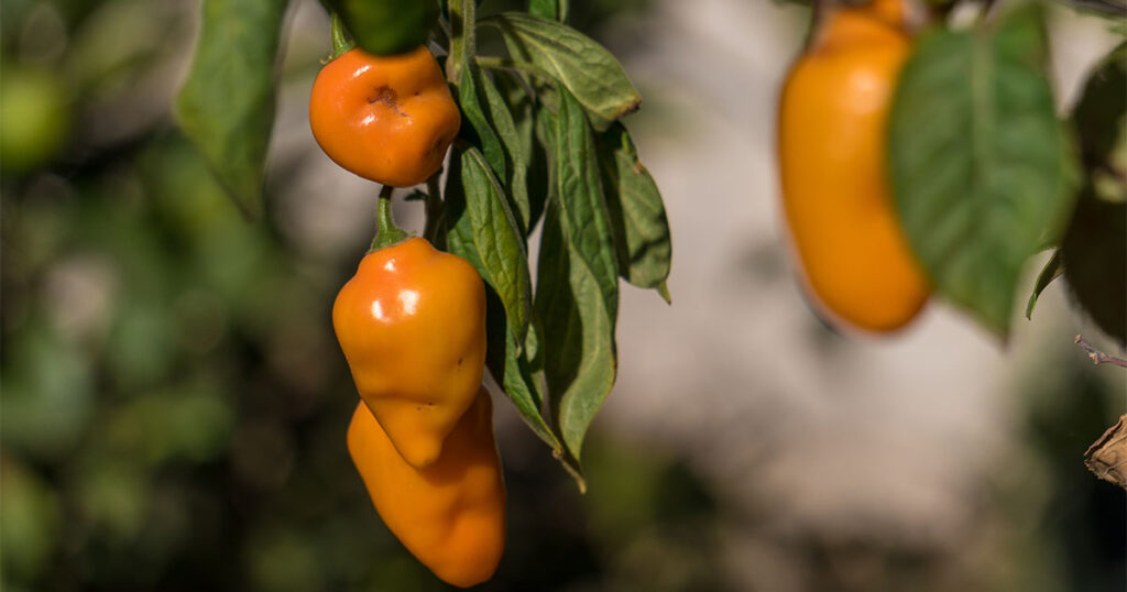 Types of Manzano pepper