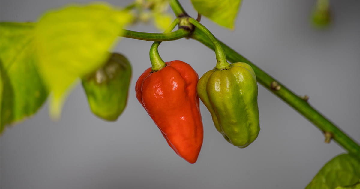 Featured image for “7 Pot Douglah Pepper – All about Heat, Flavor, Uses, Substitutes”