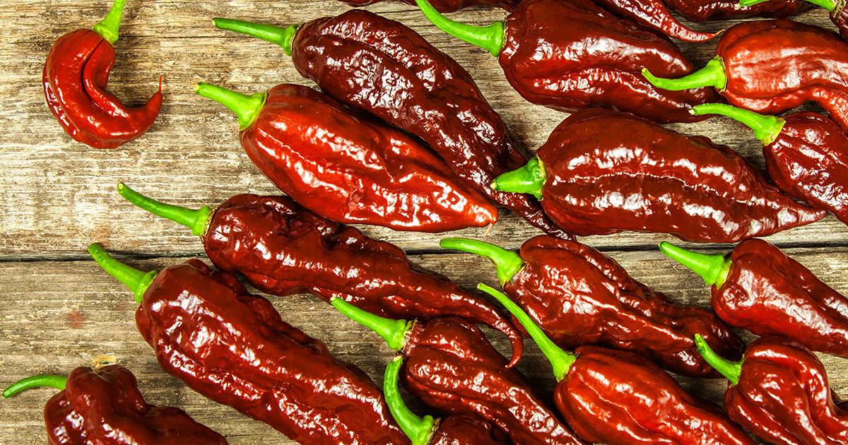 Featured image for “Chocolate Bhutlah Pepper – All about Heat, Flavor, Uses, Substitutes”