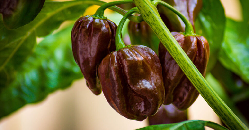 Growing and gardening of Chocolate Bhutlah pepper