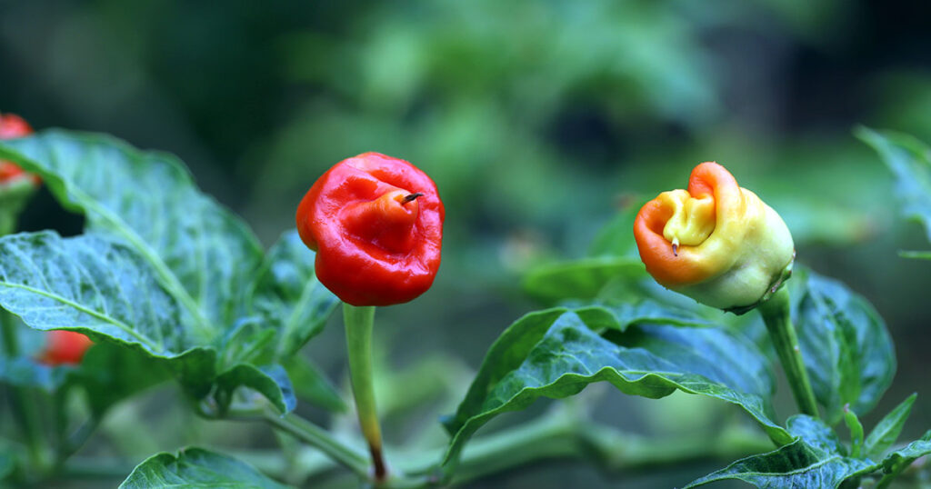 When to pick Dragon's Breath pepper