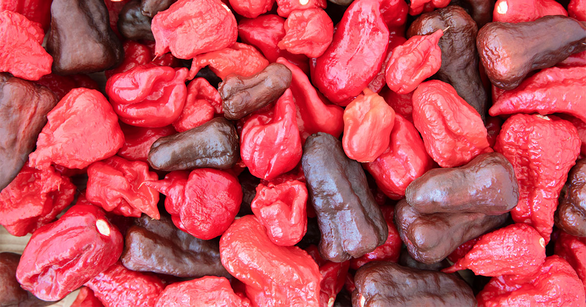 Featured image for “Dragon’s Breath Pepper – All about Heat, Flavor, Uses, Substitutes”