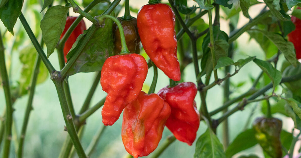 Growing Naga Morich