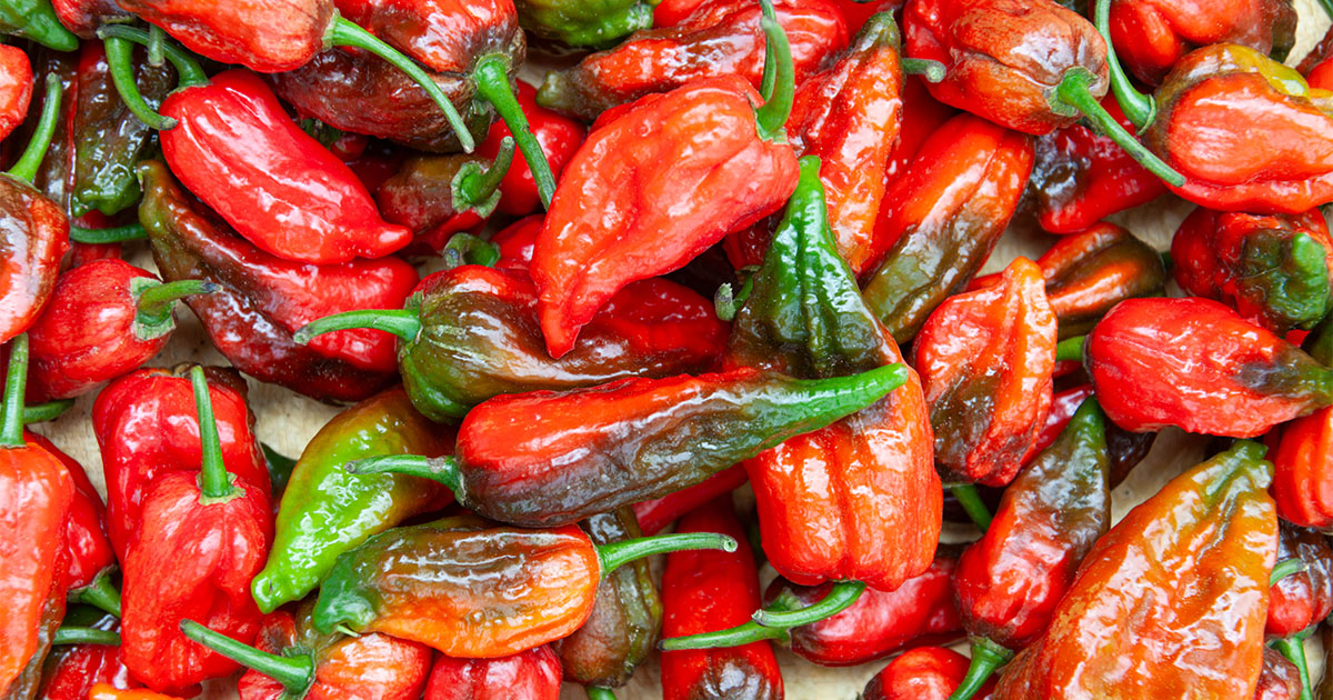Featured image for “Naga Morich – All about Heat, Flavor, Uses, Substitutes”