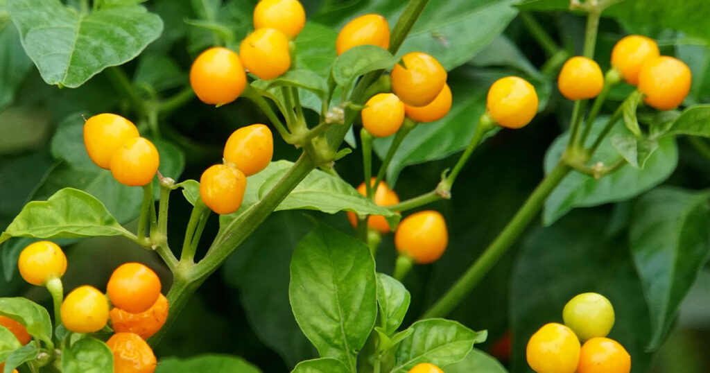 How to grow Aji charapita peppers