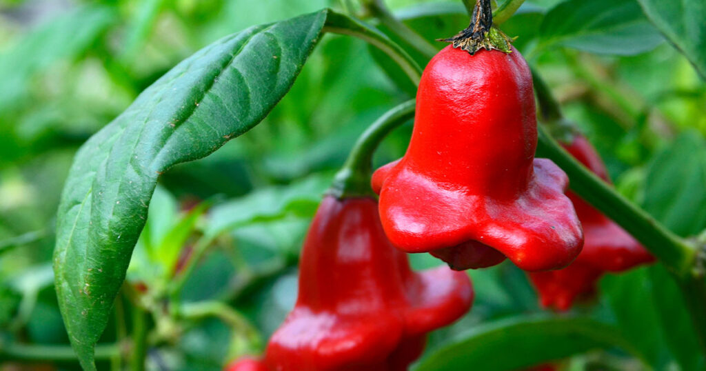 Growing Bishop's Crown Pepper