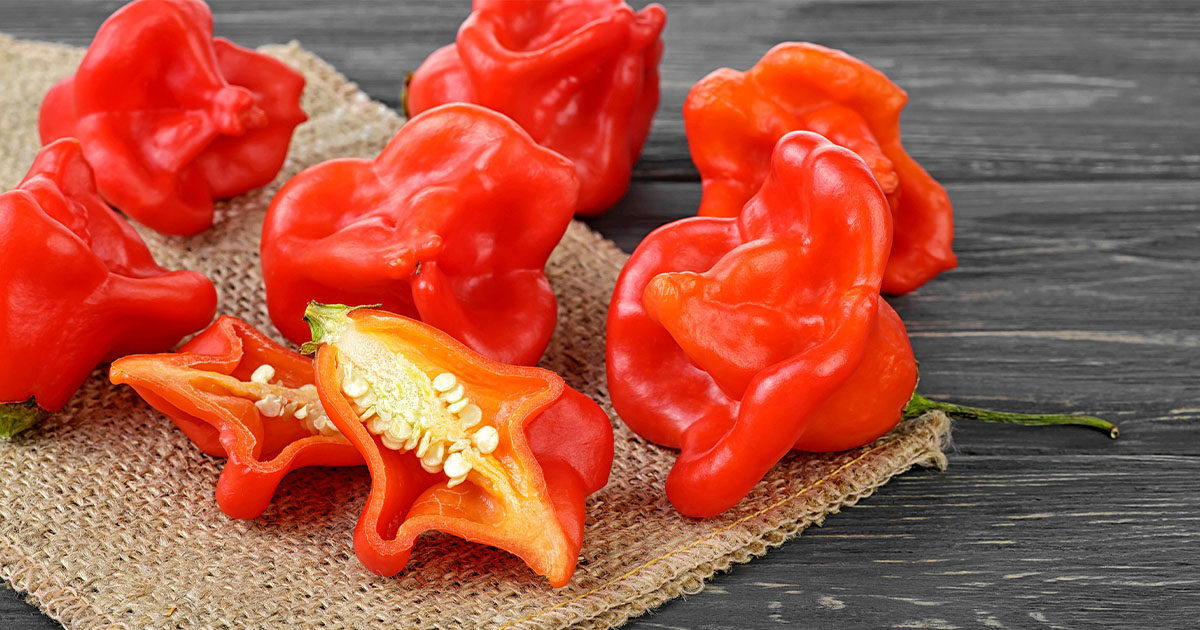 Featured image for “Bishop’s Crown Pepper – All about Heat, Flavor, Uses, Substitutes”
