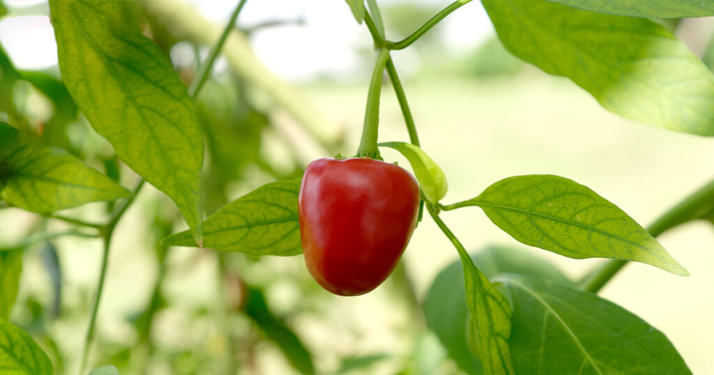 Growing cherry pepper