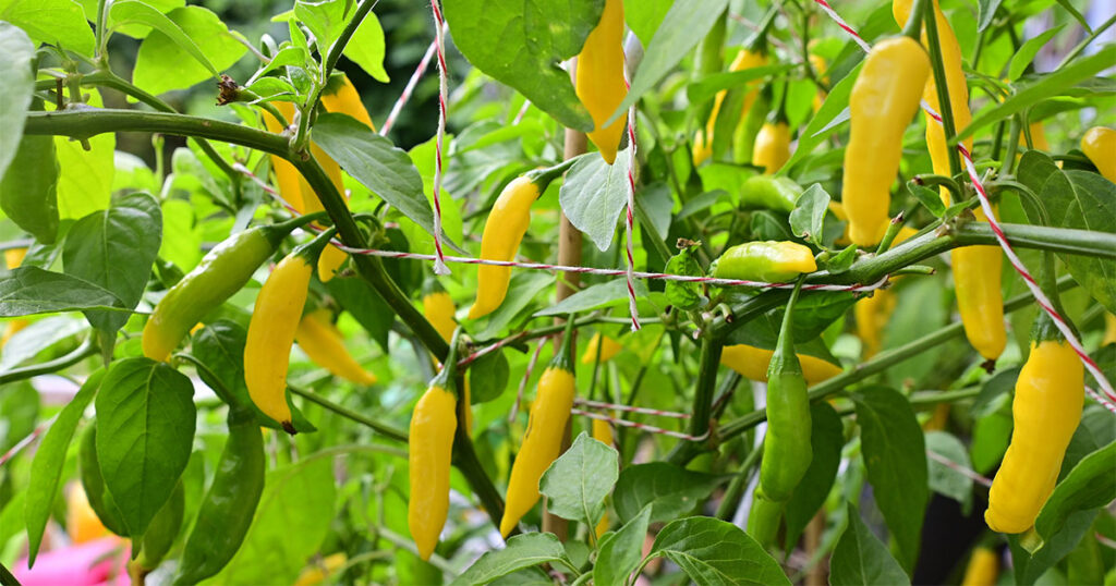 Growing Lemon drop pepper