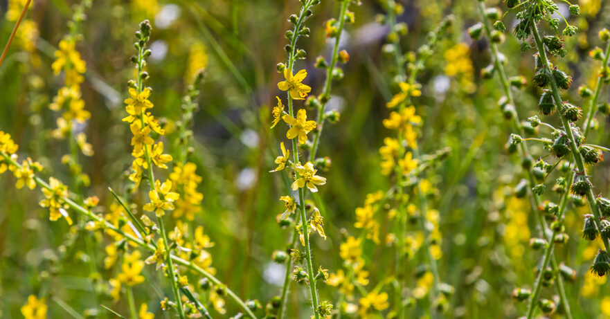 Agrimonia eupatoria monograph