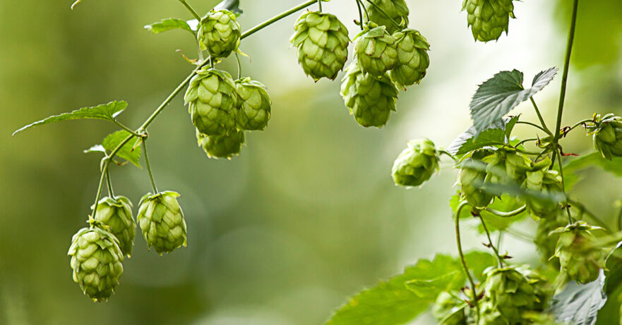 Humulus lupulus monograph