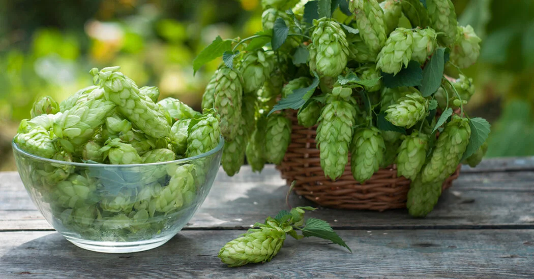 🌿 Hops Monograph | HolisticWow