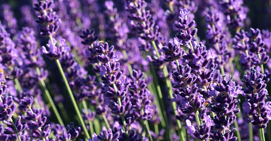 Lavandula angustifolia monograph