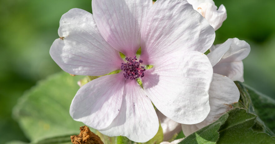 Althaea officinalis monograph