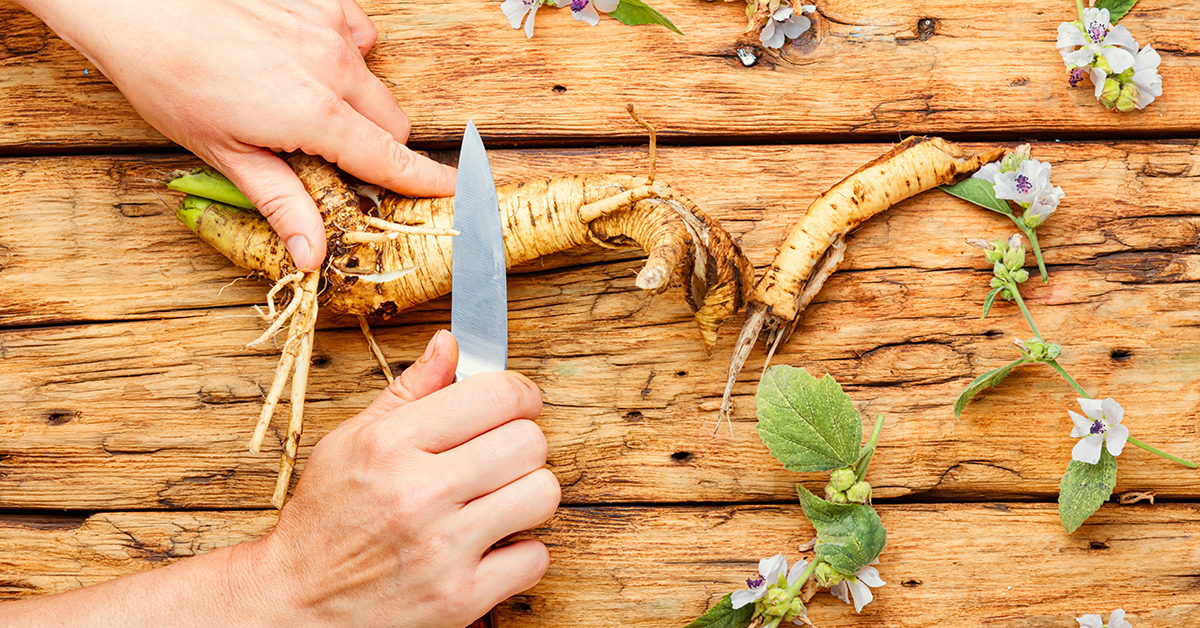 Traditional uses of marshmallow root