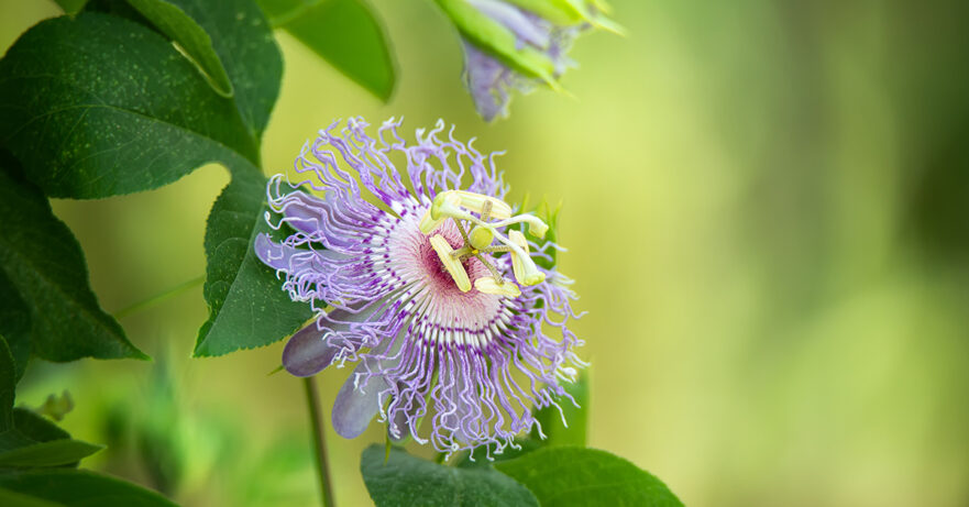 Passiflora incarnata monograph