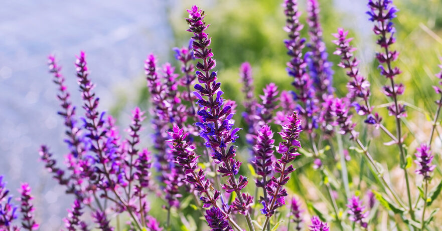 Salvia officinalis monograph