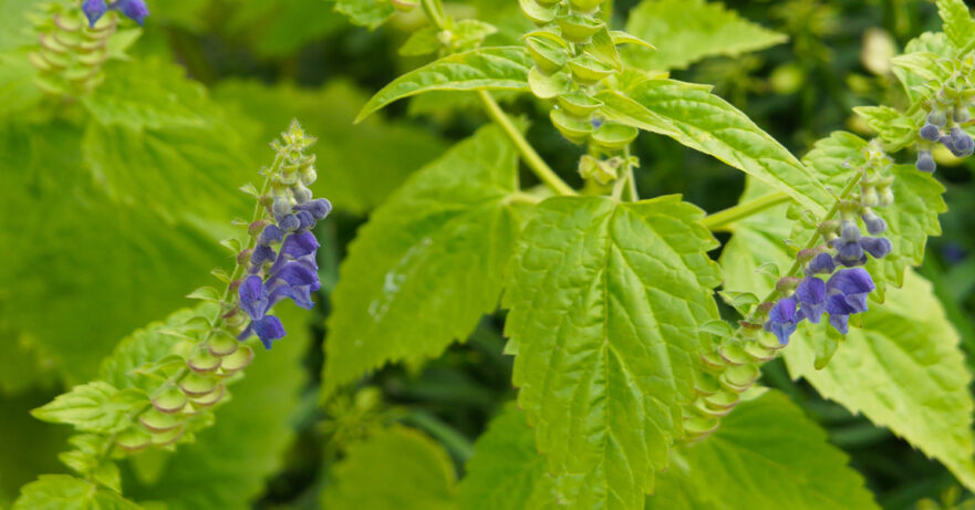 Scutellaria lateriflora monograph