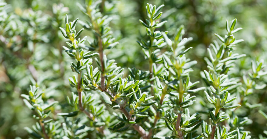 Thymus vulgaris monograph