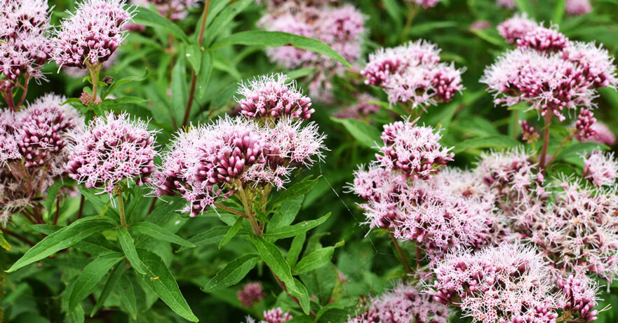 Valeriana officinalis monograph