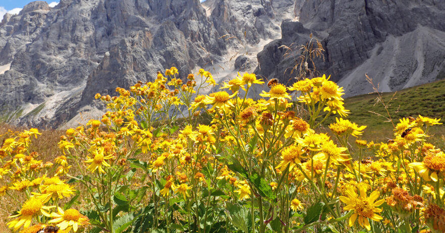 Arnica montana monograph