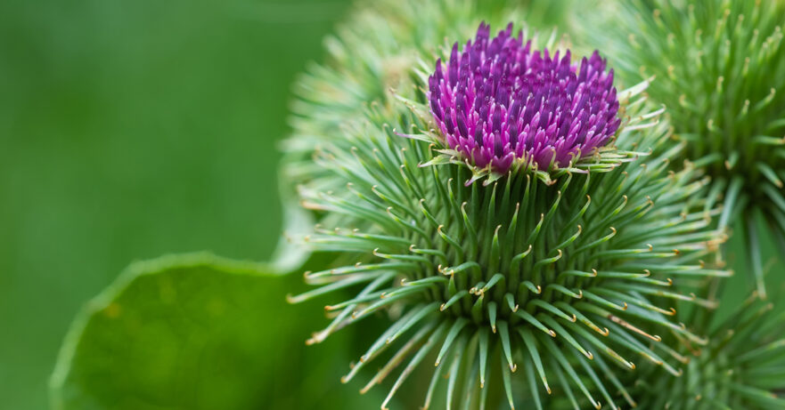 Arctium lappa monograph