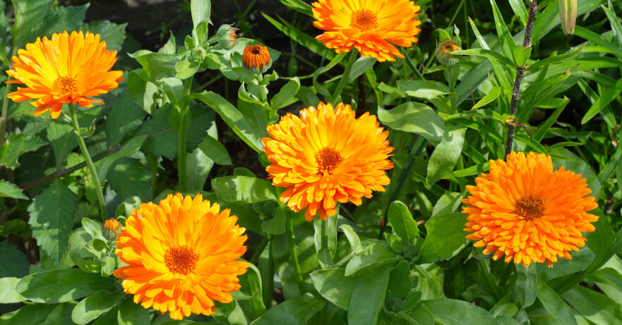 Calendula officinalis monograph