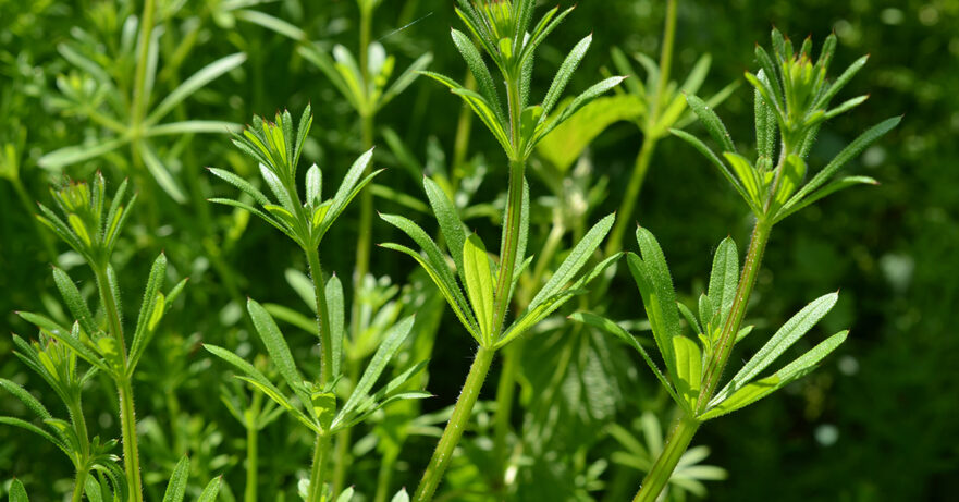 Galium aparine monograph