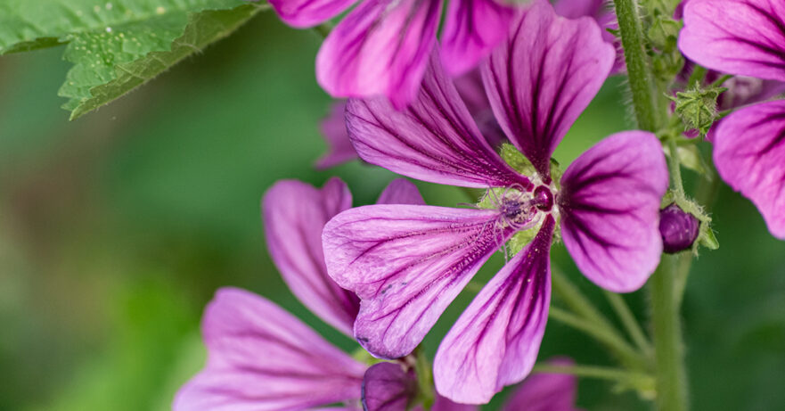 Malva sylvestris monograph