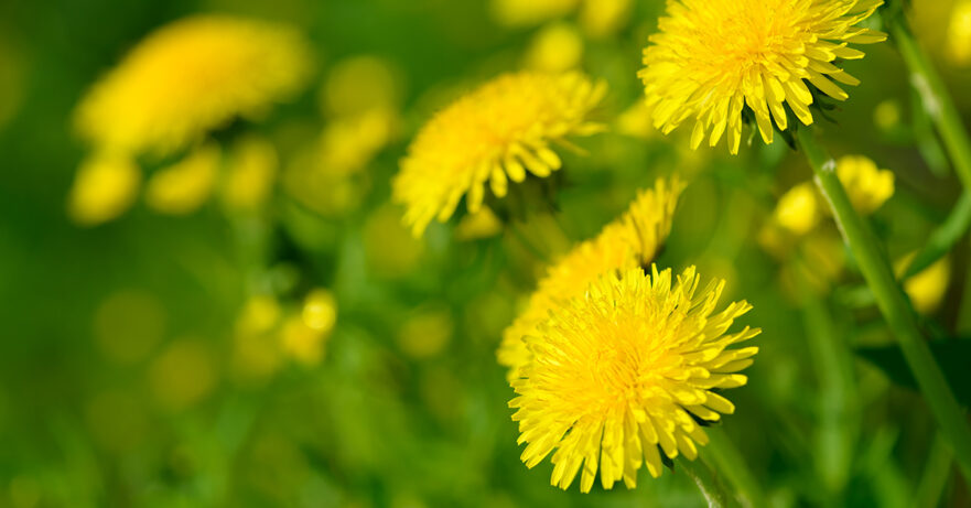 Taraxacum officinale monograph