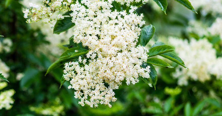 Sambucus nigra monograph