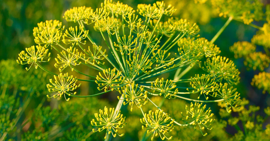 Foeniculum vulgare monograph