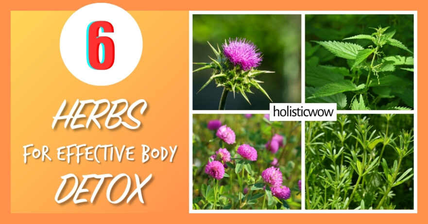 6 Powerful Herbs for Effective Body Detox