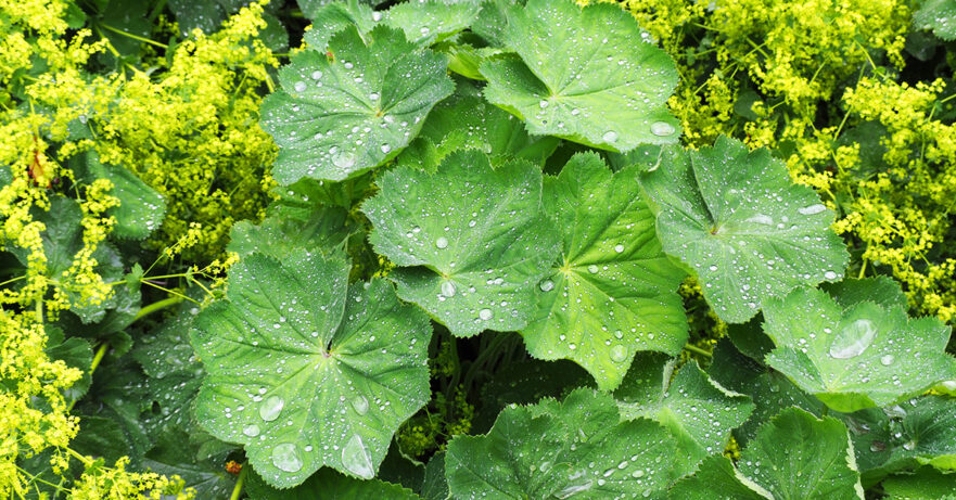 Alchemilla vulgaris monograph